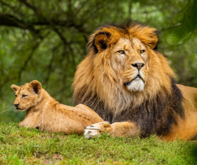 wildlife lions SQ