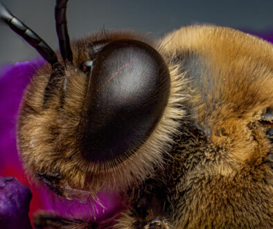 Macro SQ